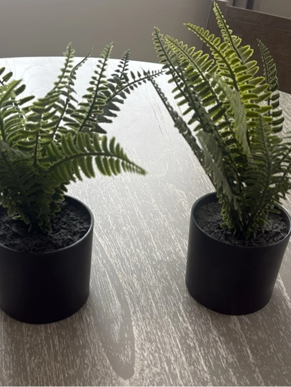 Artificial Fern Pair in Black Pots - Green Home Accents